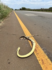 Psammophis mossambicus