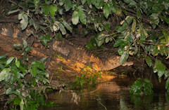 Paleosuchus trigonatus