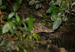 Paleosuchus trigonatus