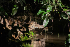 Paleosuchus trigonatus