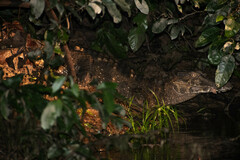 Paleosuchus trigonatus