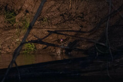 Paleosuchus trigonatus