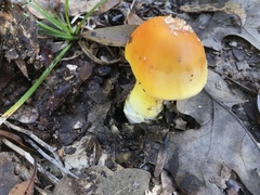 Amanita flavoconia