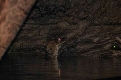 Paleosuchus trigonatus