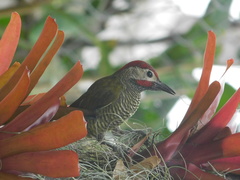 Colaptes rubiginosus