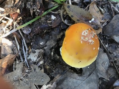Amanita flavoconia