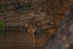 Paleosuchus trigonatus