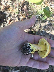 Amanita flavoconia