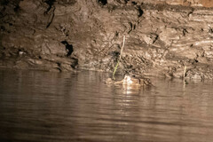 Paleosuchus trigonatus