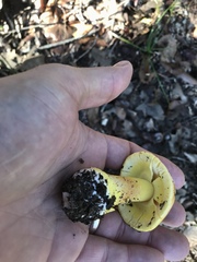 Amanita flavoconia