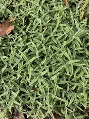 Buddleja salviifolia