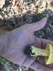 Amanita flavoconia