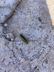 Lophocampa