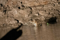 Paleosuchus trigonatus