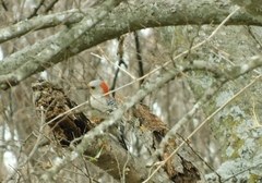 Melanerpes carolinus