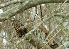 Melanerpes carolinus