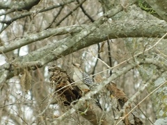 Melanerpes carolinus
