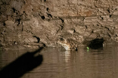 Paleosuchus trigonatus