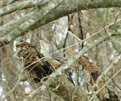 Melanerpes carolinus