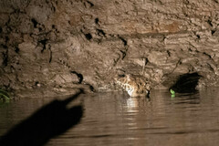 Paleosuchus trigonatus