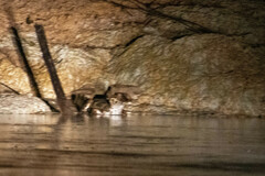 Paleosuchus trigonatus