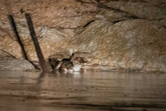 Paleosuchus trigonatus