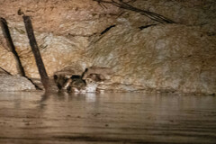 Paleosuchus trigonatus