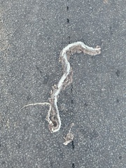 Psammophis mossambicus