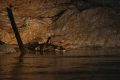 Paleosuchus trigonatus