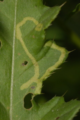 Phytomyza spinaciae