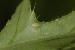 Phytomyza spinaciae