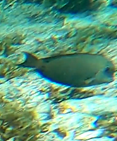Acanthurus