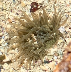 Anthopleura michaelseni