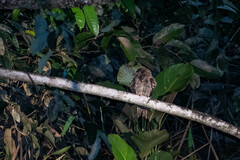 Hydropsalis climacocerca