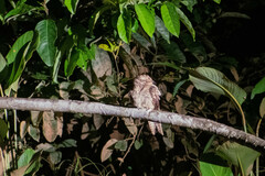 Hydropsalis climacocerca