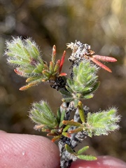 Cliffortia weimarckii