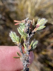 Cliffortia weimarckii