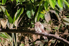 Hydropsalis climacocerca