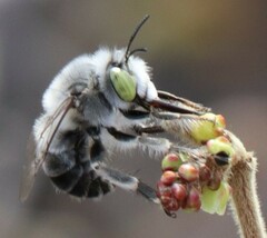 Anthophora