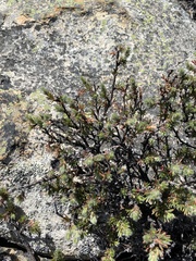 Cliffortia weimarckii