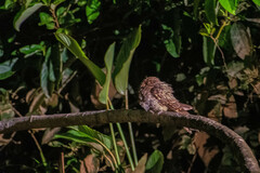 Hydropsalis climacocerca