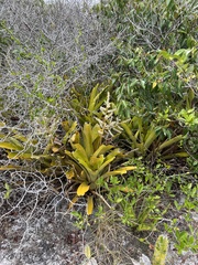 Wittmackia patentissima
