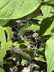 Pieriballia viardi