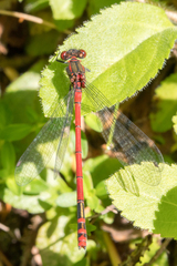 Pyrrhosoma