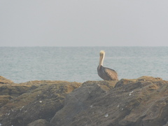 Pelecanus thagus