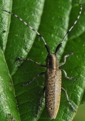 Agapanthia villosoviridescens