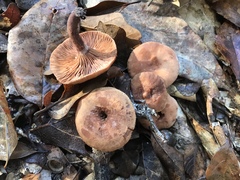 Lactarius areolatus