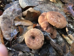 Lactarius areolatus