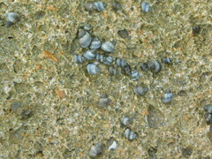Littorininae