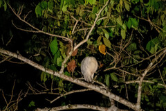 Pilherodius pileatus